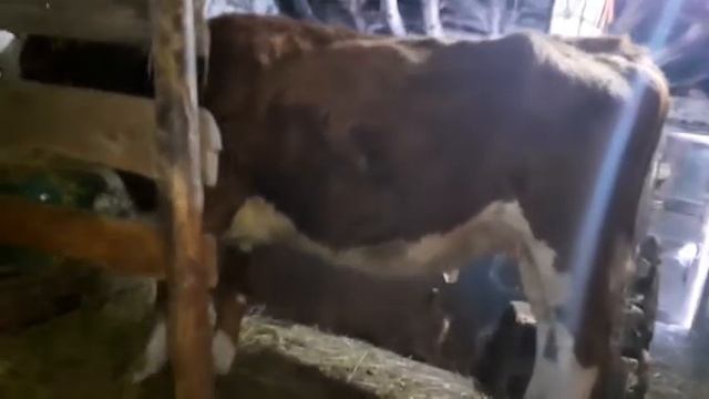 Отелилась корова,новый друг. смотреть онлайн