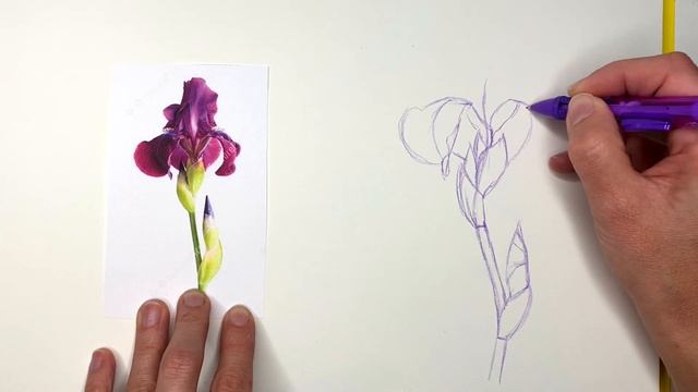HOW TO DRAW AN IRIS FLOWER Step by Step Pencil Drawing Tutorial. Realistic iris guided drawing смотреть онлайн