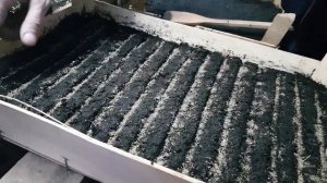 бакопа выращивание в домашних условиях как и когда сеять/ посев бакопы . сеем бакопу ящиками