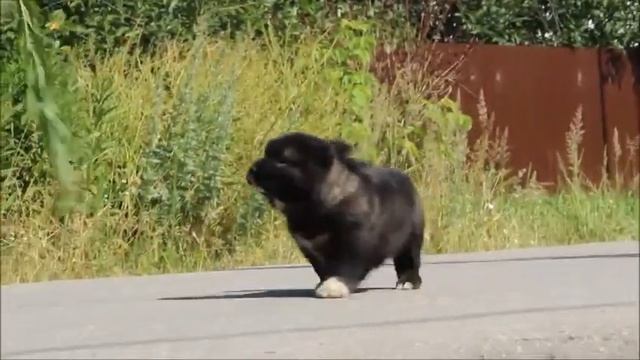 кавказская овчарка