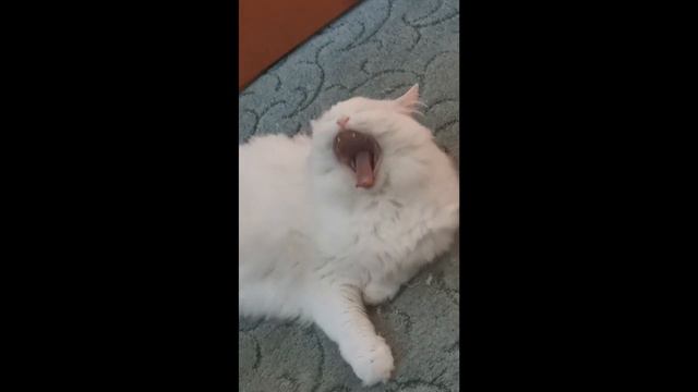 Котик лежит и чавкает целую минуту под Андрюшу Пирокинезиса смотреть онлайн