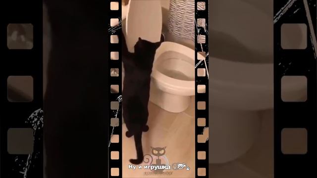 Какие же они разные котики???#shorts смотреть онлайн