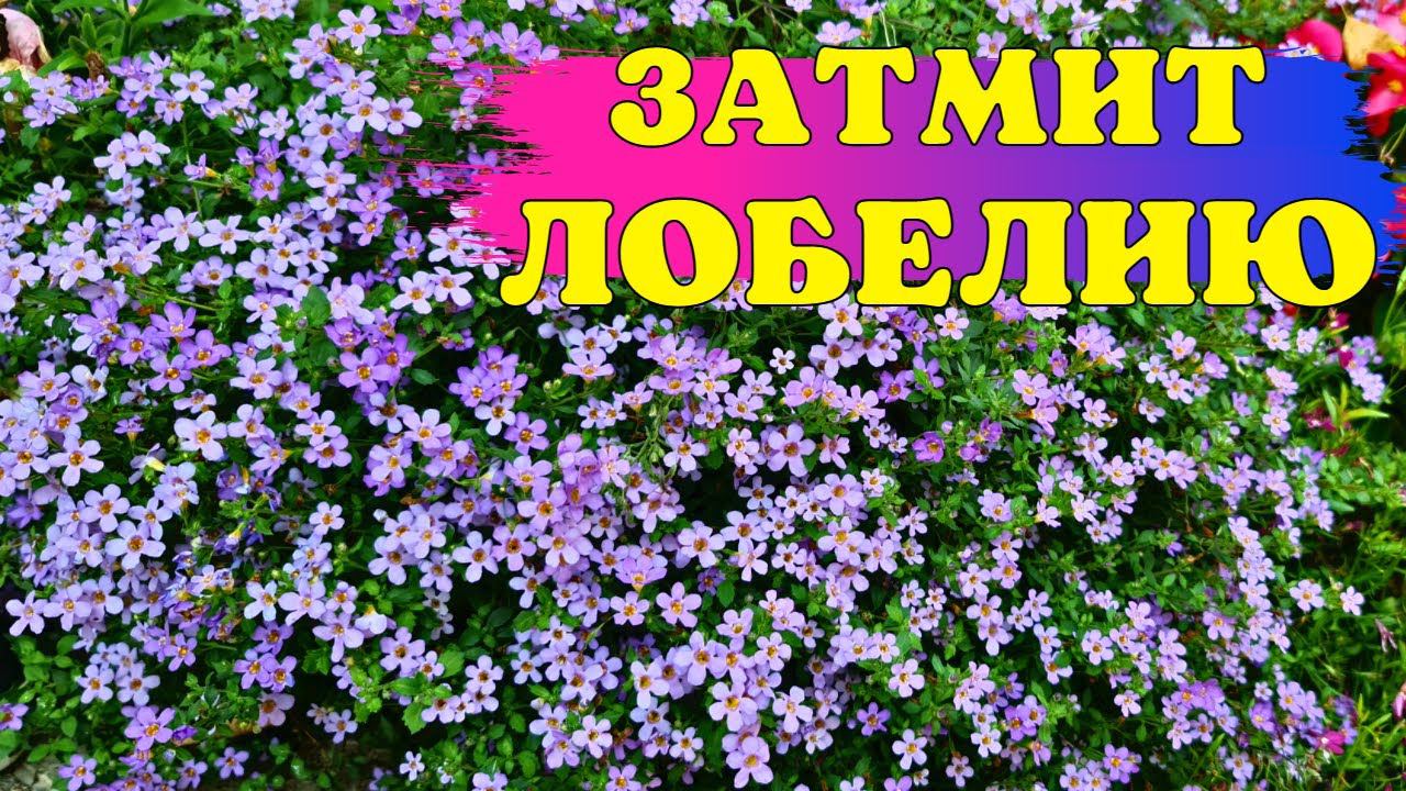 ЗАТМИТ ЛОБЕЛИЮ! Цветёт ВСЁ ЛЕТО до ПОЗДНИХ ЗАМОРОЗКОВ! смотреть онлайн