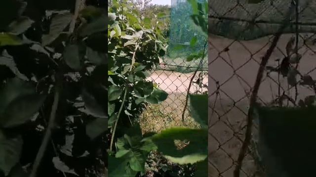 Поспела ежевика. Собираем первый урожай этим летом. смотреть онлайн