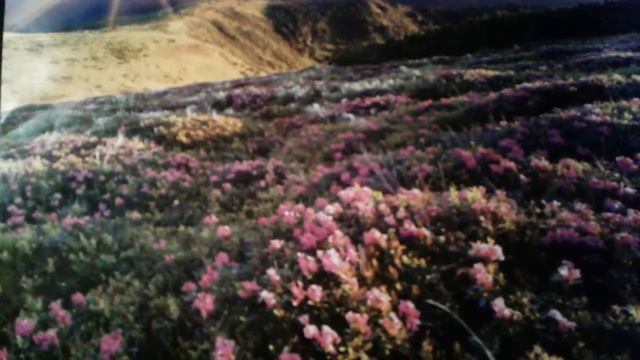 Лучшие рецепты. От чирьев лечение прыщей,от младенческой грыжи. От зубной боли от боли в желудке. смотреть онлайн