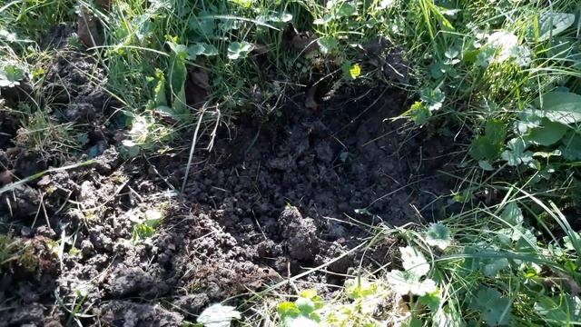 Minelab Gold Monster 1000