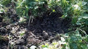 Minelab gold monster 1000