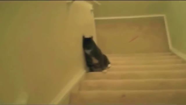Лучшие приколы с животными ? смотреть онлайн