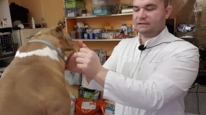 Как обрабатывать уши после купирования