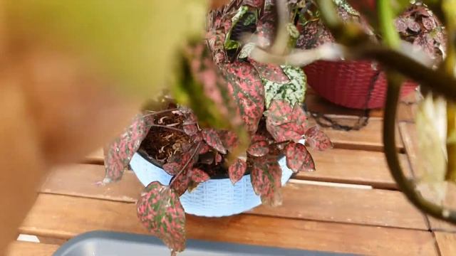 How To Propagate Polka Dot Plant (Hypoestes) From Cuttings / Polka Dot Propagation In Soil Or Water смотреть онлайн