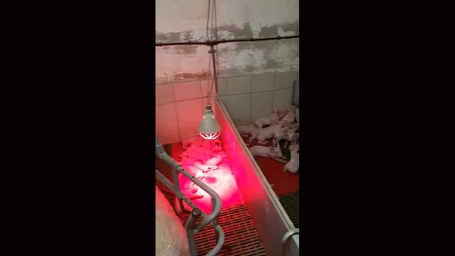 Старая немецкая свиноферма, свиноматки на подстилке, автоматизации не видно, но это только кажется. смотреть онлайн