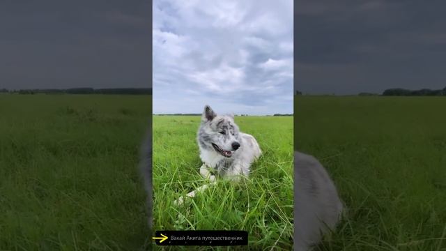 Акита каждый день ? смотреть онлайн