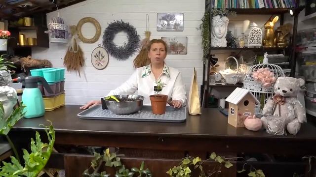 Дачные сезоны с Мариной Рыкалиной от 16 февраля 2023 года смотреть онлайн