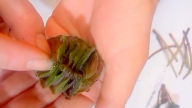 Фитиль УБИЛ корневую фиалки. ВЯЛЫЕ листья и МОКРАЯ земля - ЗАГНИВАНИЕ КОРНЕЙ. смотреть онлайн