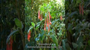 Фуксия — лучшие сорта