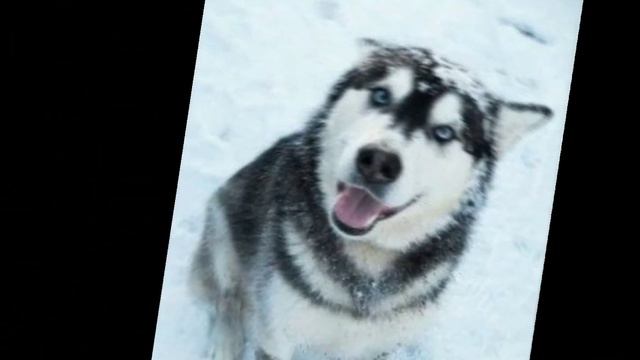 эдит хаски смотреть онлайн