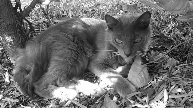 Ты Только Маме Что Я В Чечне Не Говори / Just don't tell mom I'm in Chechnya - Acoustic guitar cove смотреть онлайн