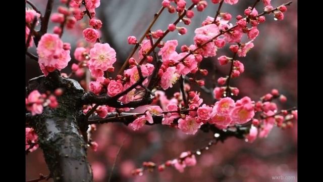 Musica Clasica China Para Entrenar Kung Fu, Tai Chi Chuan, Qigong ó Meditar #2