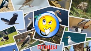 Карточки Домана Часть 4 Птици!