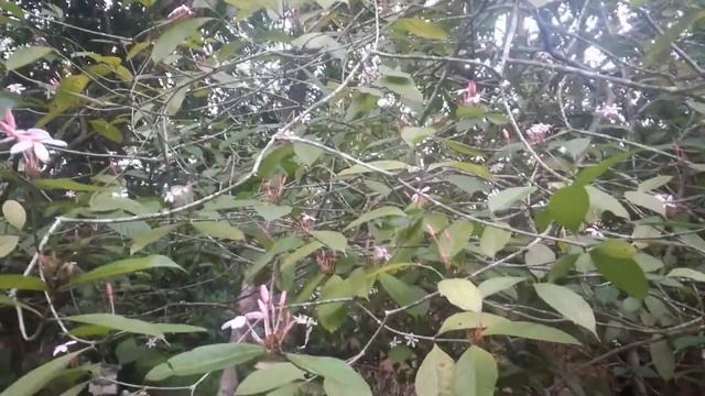 Shrub Vinca (Kopsia Fruticosa)