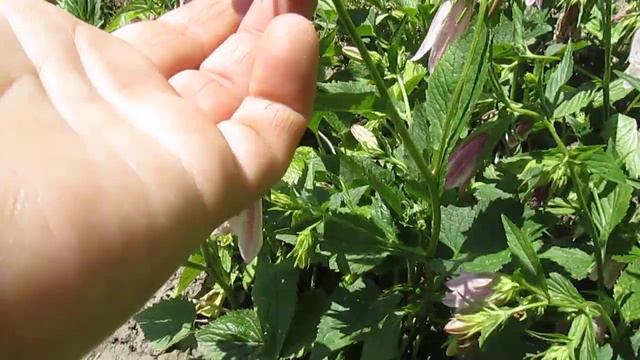 Дзвоник точковий рожевий 2017рік смотреть онлайн