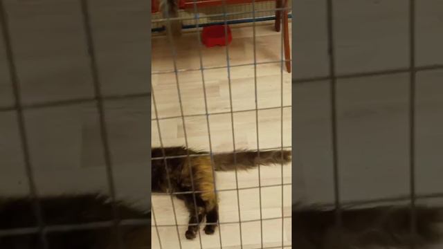 выставка котов и кошек 🤍🐱 смотреть онлайн