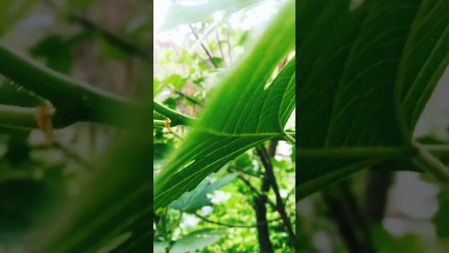 Breathe oxygen - Фига , фиговое дерево,смоква (лат. Fícus cárica)… ( Инжир в простонародье ) смотреть онлайн