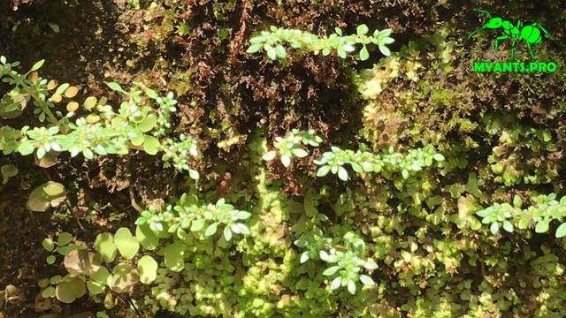 Нашли Harpegnathos saltator (Салтаторы) в Индии #3 смотреть онлайн