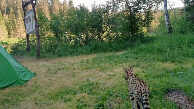 СЕРВАЛ охотится на бурундука/Serval Vs A Chipmunk
