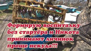 ФОРМИРОВАНИЕ СЕМЬИ ВОСПИТАТЕЛЬНИЦЫ БЕЗ СТАРТЁРА И СРАЗУ ДАЮ ПРИВИВОЧНУЮ РАМКУ.