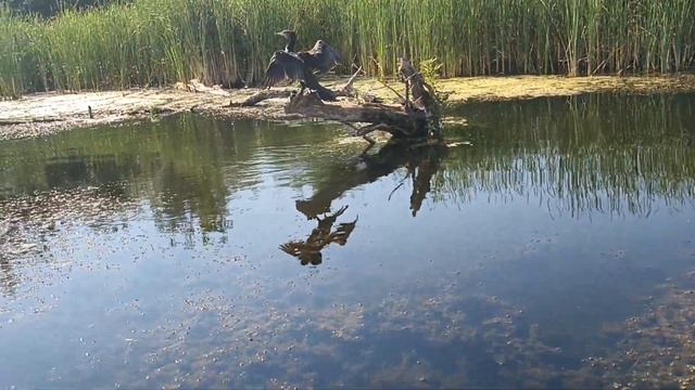 Таймень 3600 + Hidea 9.9 + 11 винт Встреча на Эльбе смотреть онлайн