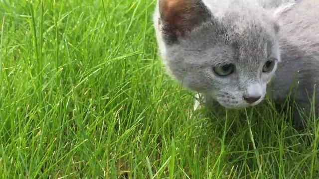 Русские голубые котята играют на травке смотреть онлайн