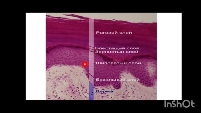 Микроскопическое строение кожи смотреть онлайн