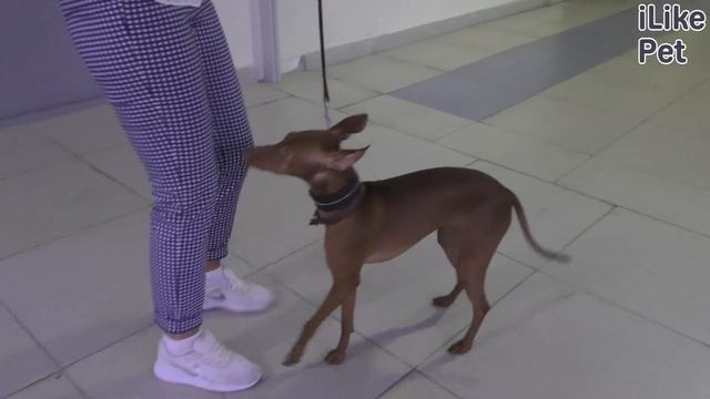 Чирнеко дель Этна на ilikepet. Особенности породы, уход смотреть онлайн