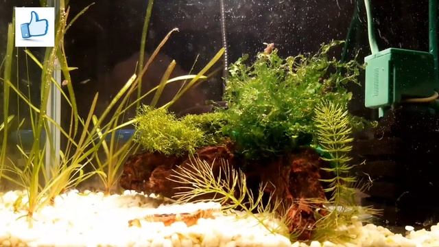 Креветки Neocaridina Cherry, первый опыт. Аквариум 10 литров. смотреть онлайн