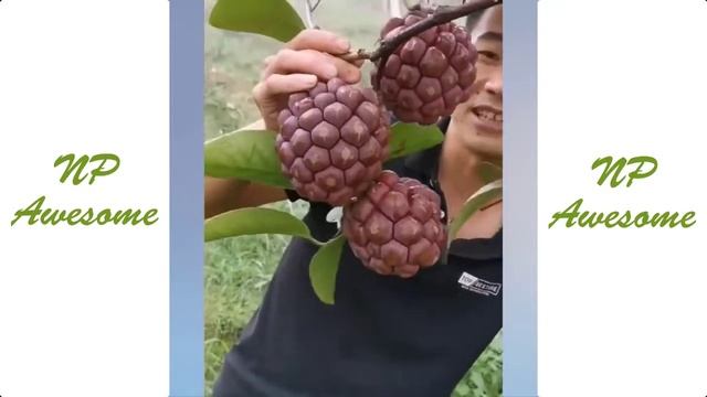 Китайцы выбирают и едят свежие фрукты в саду(странно приятный фруктовый ниндзя)#39 смотреть онлайн