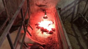 ДИАРЕЯ У ПОРОСЯТ// профилактика диареи у поросят//лечение диареи