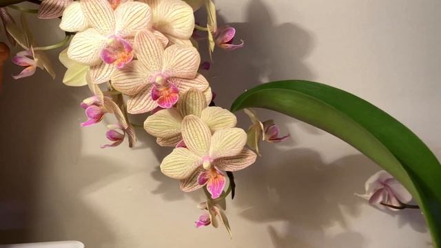 Обзор новых орхидей/Review of my new orchids смотреть онлайн
