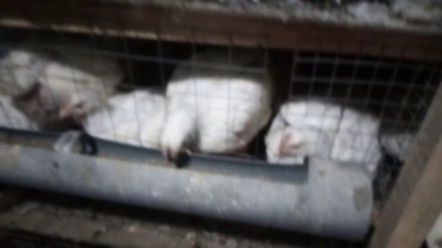 Зоб у бройлера сильно увеличился... есть решение! смотреть онлайн