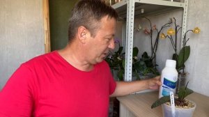 ЗАЩИТА ОРХИДЕЙ на ВЕСЬ СЕЗОН от КЛЕЩЕЙ и СОКОСОСУЩИХ насекомых ЛЕНИВЫМ средством ОБЕРОН рапид