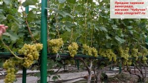 Виноград МУСКАТ ЛЕТНИЙ во вкусе необыкновенный душистый мускат,  это один из лучших мускатных сорто