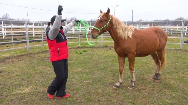 С палкой к лошади? А почему нет? смотреть онлайн
