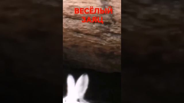 Заяц беляк #shorts смотреть онлайн