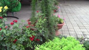 Особенности выращивания ипомеи квамоклит от посева до цветения.