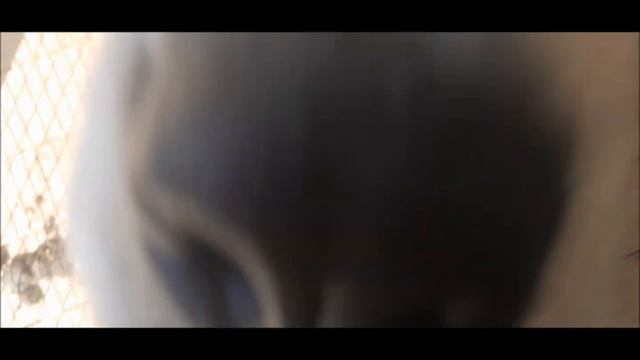 Гигант собачьего мира - Боня. 01.05.2023 г. смотреть онлайн
