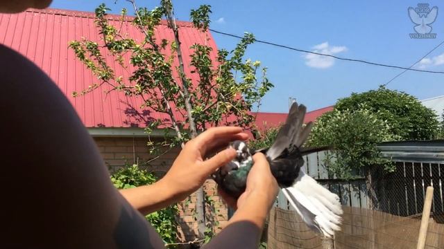 Мраморные Николаевские голуби. Просмотр молодых 2021 смотреть онлайн