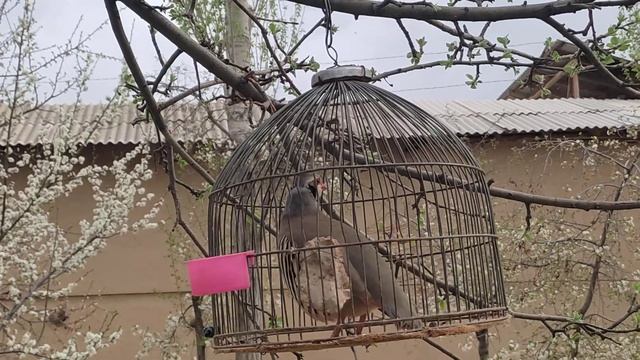 Садои модкабк голос куропатка Keklik ovozi смотреть онлайн