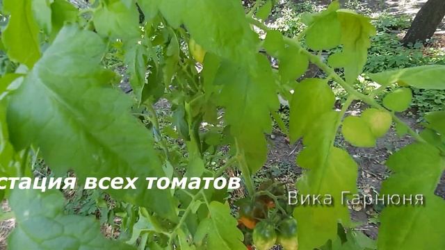 Томат Груша красная , просто супер смотреть онлайн