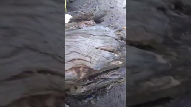 старый ствол дерева как компост смотреть онлайн