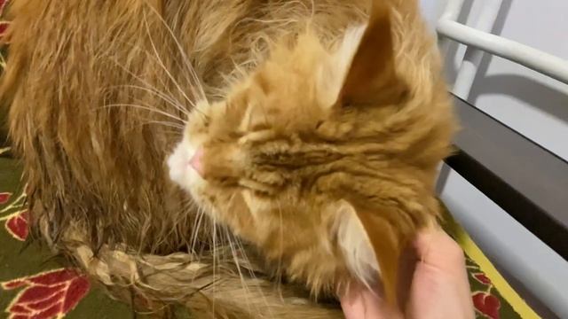 ПОЧЕШИТЕ кота МЕЙН-КУНА за ушком смотреть онлайн
